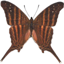 Many-banded Daggerwing - Marpesia chrion icon